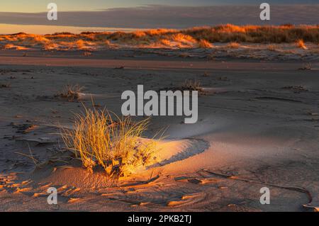 Coastal Impression, Anholt Island, Orkenen, Kattegat, Mar Baltico, Danimarca Foto Stock