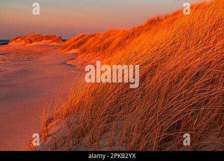 Coastal Impression, Anholt Island, Orkenen, Kattegat, Mar Baltico, Danimarca Foto Stock