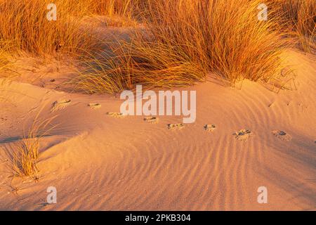 Coastal Impression, Anholt Island, Orkenen, Kattegat, Mar Baltico, Danimarca Foto Stock