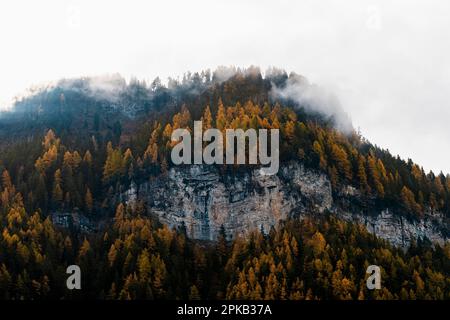 Montagna in nebbia con gli alberi nei colori autunnaliDolomiti, Alto Adige, Italia Foto Stock