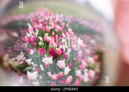 Tulipani fotografati attraverso una palla di vetro Foto Stock