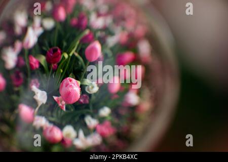 Tulipani fotografati attraverso una palla di vetro Foto Stock