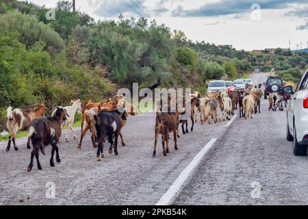 Gregge di capre che attraversa la strada e cammina lungo la strada asfaltata, Toroni Sithonia, Grecia. Foto Stock