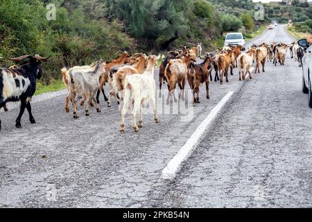 Gregge di capre cammina lungo la strada asfaltata, Toroni Sithonia, Grecia. Foto Stock