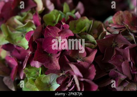 fiori di ortensia rosso scuro e verde legati in una corona di fiori, primo piano, dettaglio, decorazione con materiali naturali Foto Stock