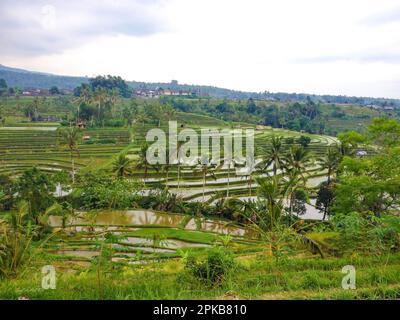 Bali e le sue bellissime risaie a terrazza, paesaggi mozzafiato, natura spettacolare in una vegetazione lussureggiante Foto Stock