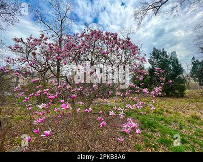 New York City, Stati Uniti. 6th aprile 2023. I fiori sono visti fiorire a Central Park durante la stagione primaverile. Credit: Ryan Rahman/Alamy Live News Foto Stock