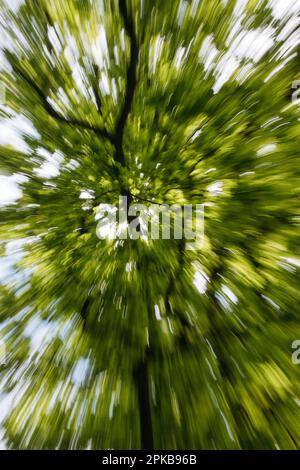 Zoom del libro sbiancante a lungo termine Foto Stock