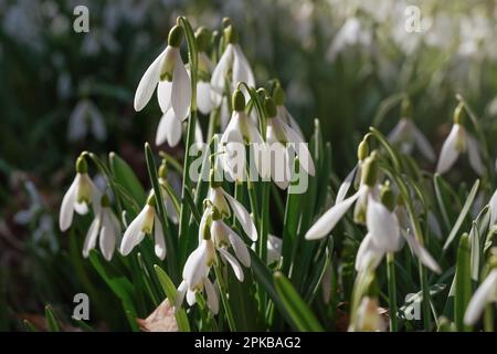 Sole splende su molti bianco nevralgia comune - Galanthus nevalis - fiori che crescono nella foresta, primo piano dettaglio Foto Stock