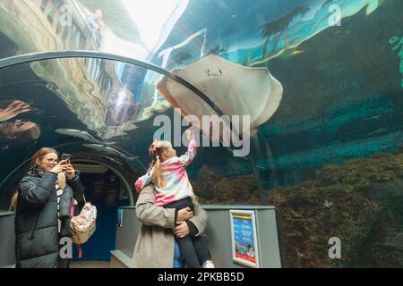 Inghilterra, Dorset, Bournemouth, Bournemouth Oceanarium, visitatori del tunnel sottomarino Foto Stock