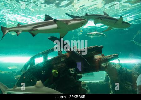 Inghilterra, Dorset, Bournemouth, Bournemouth Oceanarium, tunnel sottomarino, Blacktip Reef Sharks Swimming Pass Shipwreck Foto Stock