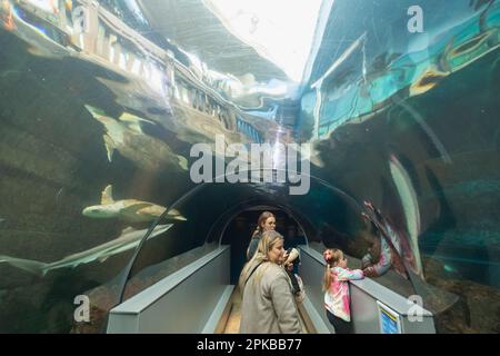 Inghilterra, Dorset, Bournemouth, Bournemouth Oceanarium, visitatori del tunnel sottomarino Foto Stock