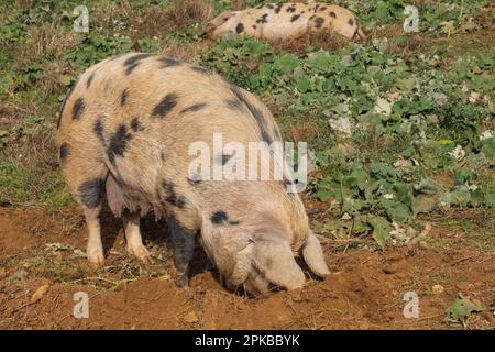 Inghilterra, Dorset, Bridport, Symondsbury Estate, Oxford Sandy e Black Pig Foto Stock