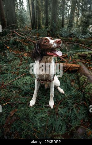 Inglese Springer Spaniel cucciolo seduto felicemente in una lussureggiante foresta verde bagnata ambientazione durante l'addestramento del cane Foto Stock
