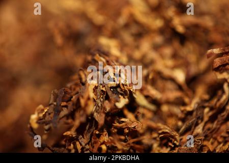 Rolling fogli essiccati del tabacco primo piano sfondo grande formato alta qualità foto di scorta fumo tossicodipendenti sigarette e giunti Foto Stock