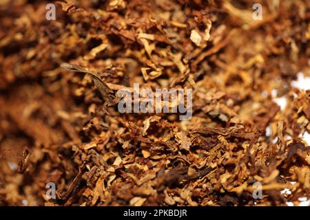 Rolling fogli essiccati del tabacco primo piano sfondo grande formato alta qualità foto di scorta fumo tossicodipendenti sigarette e giunti Foto Stock