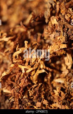 Rolling fogli essiccati del tabacco primo piano sfondo grande formato alta qualità foto di scorta fumo tossicodipendenti sigarette e giunti Foto Stock