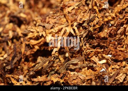 Rolling fogli essiccati del tabacco primo piano sfondo grande formato alta qualità foto di scorta fumo tossicodipendenti sigarette e giunti Foto Stock