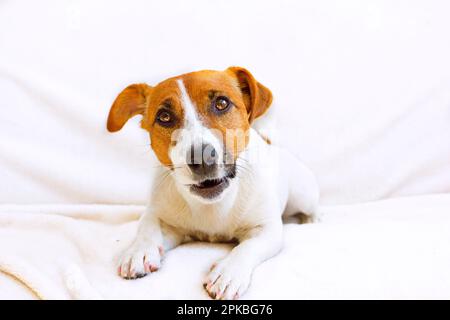 jack russell terrier guarda negli occhi su un copriletto bianco Foto Stock