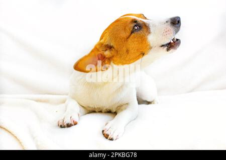 jack russell terrier che parla su un copriletto bianco Foto Stock