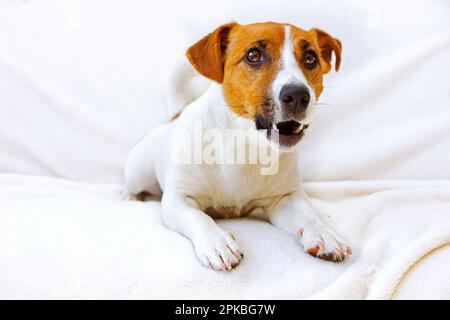 il giovane jack russell si abbaia su un copriletto bianco Foto Stock