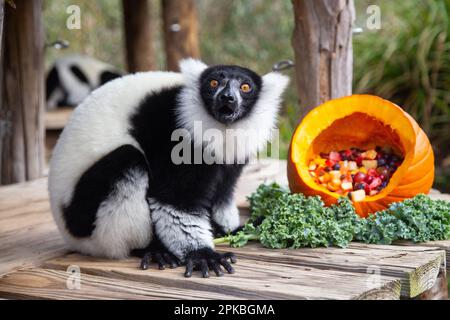 Bianco e nero Lemur Ruffed, Smithsonian National Zoological Park, Washington, DC, USA Foto Stock