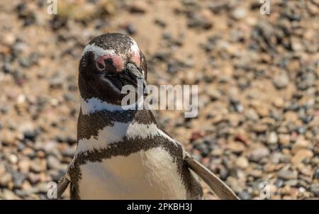 Ritratto del singolo pinguino magellanico nel santuario dei pinguini di Punta Tombo nella provincia di Chubut Foto Stock