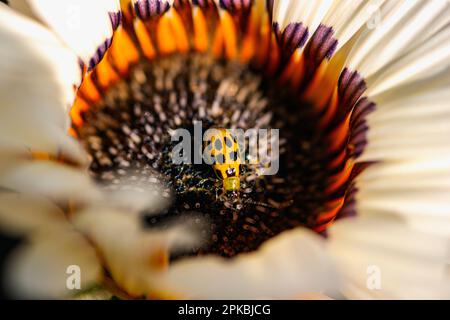 Uno scarabeo di cetriolo macchiato seduto su una margherita. Foto Stock