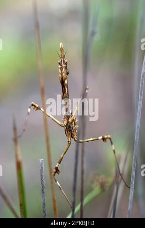 Conehead mantis, Empusa pennata Foto Stock