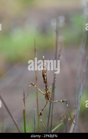 Conehead mantis, Empusa pennata Foto Stock