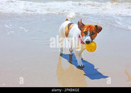 felice jack russell terrier porta in bocca una palla che ha tirato fuori dal mare Foto Stock