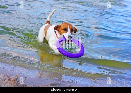 felice jack russell terrier tira fuori dal tiratore d'acqua e porta il proprietario Foto Stock