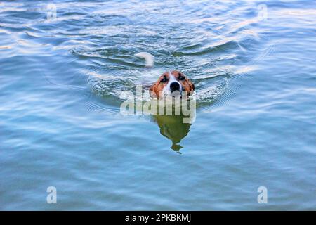 felice jack russell terrier nuota in acqua nel mezzo Foto Stock