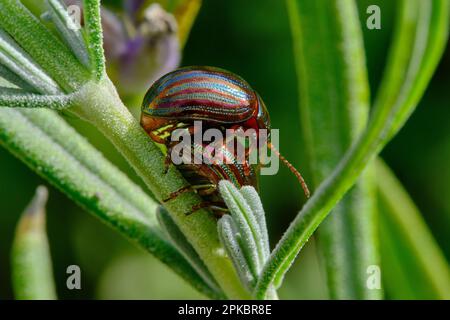 Un accoppiamento di coleotteri rosemari su uno stelo di lavanda Foto Stock