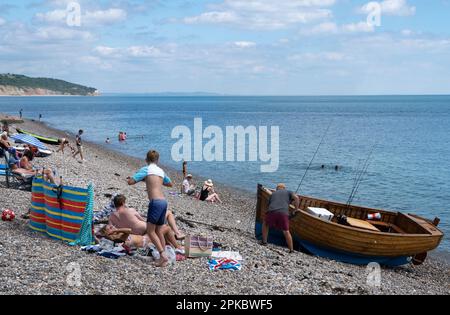 Un pescatore commerciale trascina la sua barca sulla spiaggia di ciottoli passato vacanzieri estivi prendere il sole a Beer Beach, Devon, Inghilterra. Credito: Rob Taggart/Alamy Foto Stock