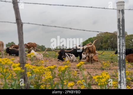 Longhorn tori e mucche rilassarsi in un pascolo pieno di fiori gialli California goldenrod incorniciati dai pali e fili di una recinzione filo spinato su un cl Foto Stock