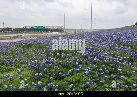 Una grande area stradale di splendidi fiori Bluebonnet che crescono sulla mediana inclinata tra una strada principale e la strada di servizio a Grapevine, Texas, su un cl Foto Stock