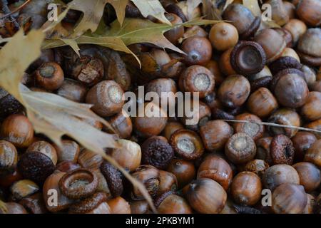 Abbondanza di ghiande sul terreno sotto la quercia con foglie di quercia Foto Stock