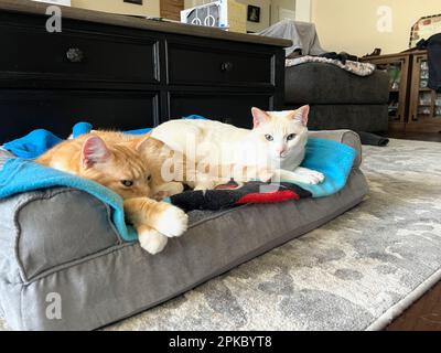 I miei gatti vivono vite migliori Foto Stock