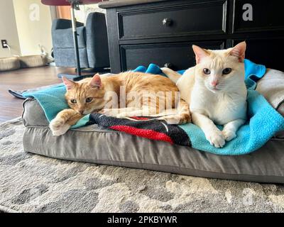 I miei gatti vivono vite migliori Foto Stock