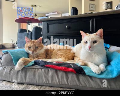 I miei gatti vivono vite migliori Foto Stock