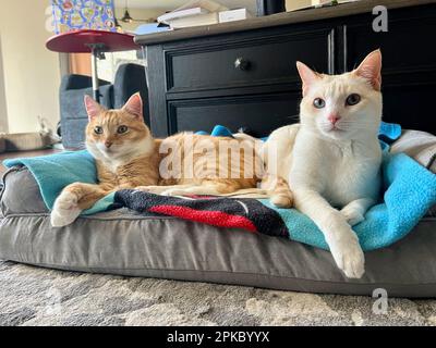 I miei gatti vivono vite migliori Foto Stock