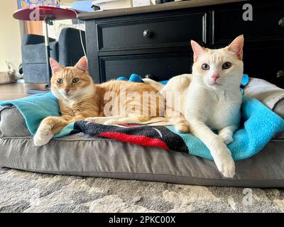 I miei gatti vivono vite migliori Foto Stock