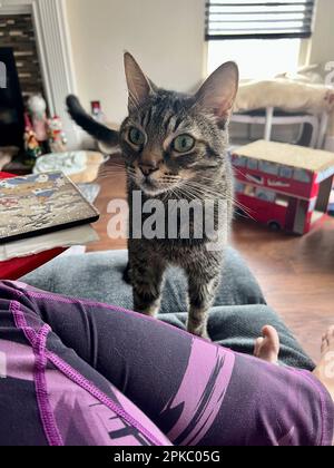 I miei gatti vivono vite migliori Foto Stock