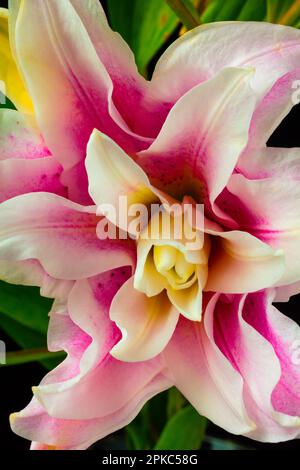 Lily Rose in rosa e bianco primo piano vita morta Foto Stock
