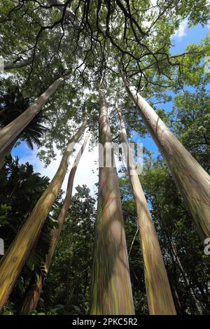 Guardando in alto i tronchi colorati e la baldacchino di alberi di Eucalyptus arcobaleno, Eucalyptus deglupta, Maui, Hawaii Foto Stock