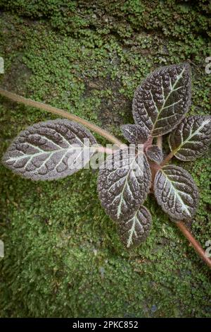primo piano del fogliame di pianta viola di fiamma su una superficie di parete coperta di muschio, foglie lucide, a forma di cuore in colore marrone rossastro con spazio di copia Foto Stock