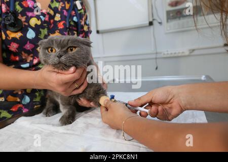 Il veterinario prende sangue dal gatto casa a Istanbul, Turchia. Foto Stock