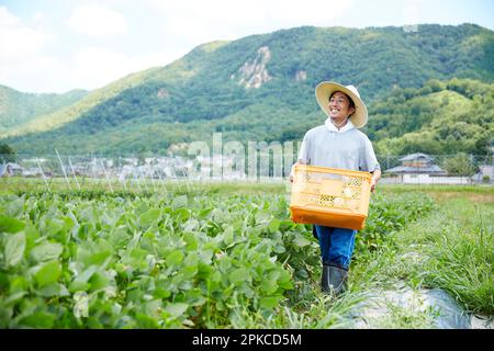 Uomo che cammina nel campo con un cestino di verdure Foto Stock