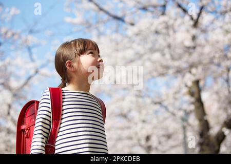 Ragazza della scuola elementare che guarda in su all'albero di fiore del ciliegio Foto Stock